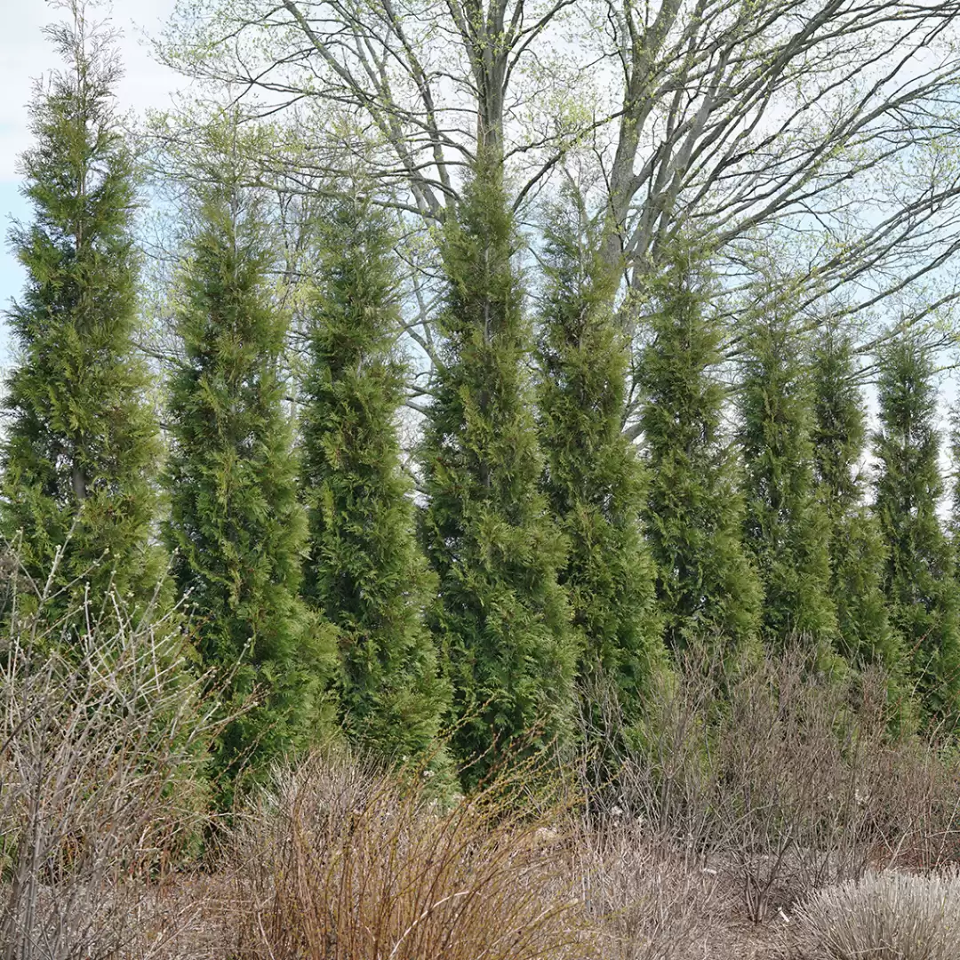 A hedge of American Pillar arborvitae in winter